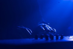 20250322_STRANGER-FELLAS-live_15_low